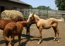 horses1 horses1