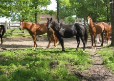 horses2 horses2