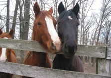 horses3 horses3