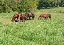horses4 horses4