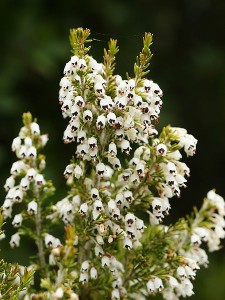 Heath Tree, by Hans Hillewaert