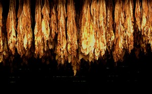tobacco drying by Allen81