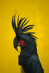 black parrot, by JB Photo